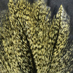 Coq De Leon Feathers
