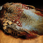 Ringneck Pheasant Skin