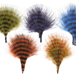 Barred Marabou