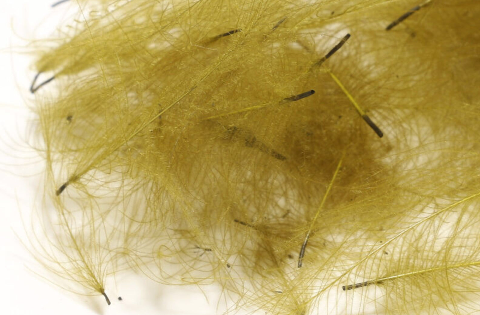 Cul De Canard 1 Gram Pack