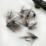 Hatching Pupa Natural