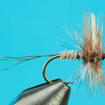 Borcher's Drake