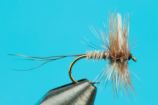 Borcher's Drake