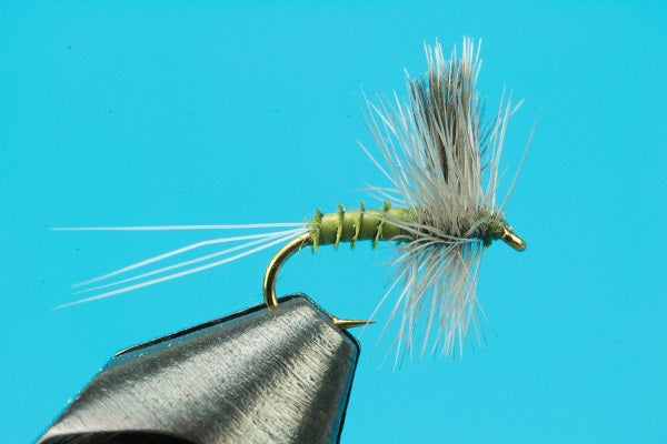 CDC Biot BWO Thorax