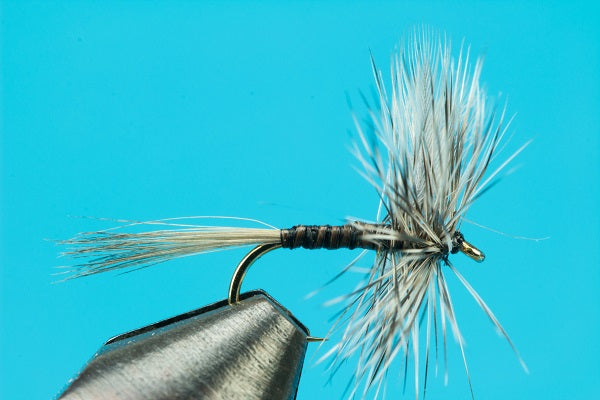Callibaetis Quill Dun