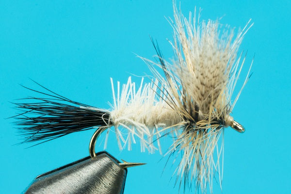 Coffin Fly
