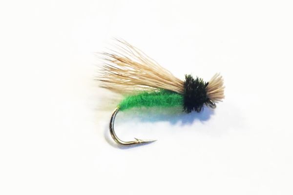 Collared Caddis
