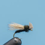 Collared Caddis
