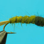 Cranefly Larva