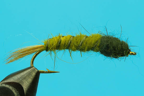 Cranefly Larva