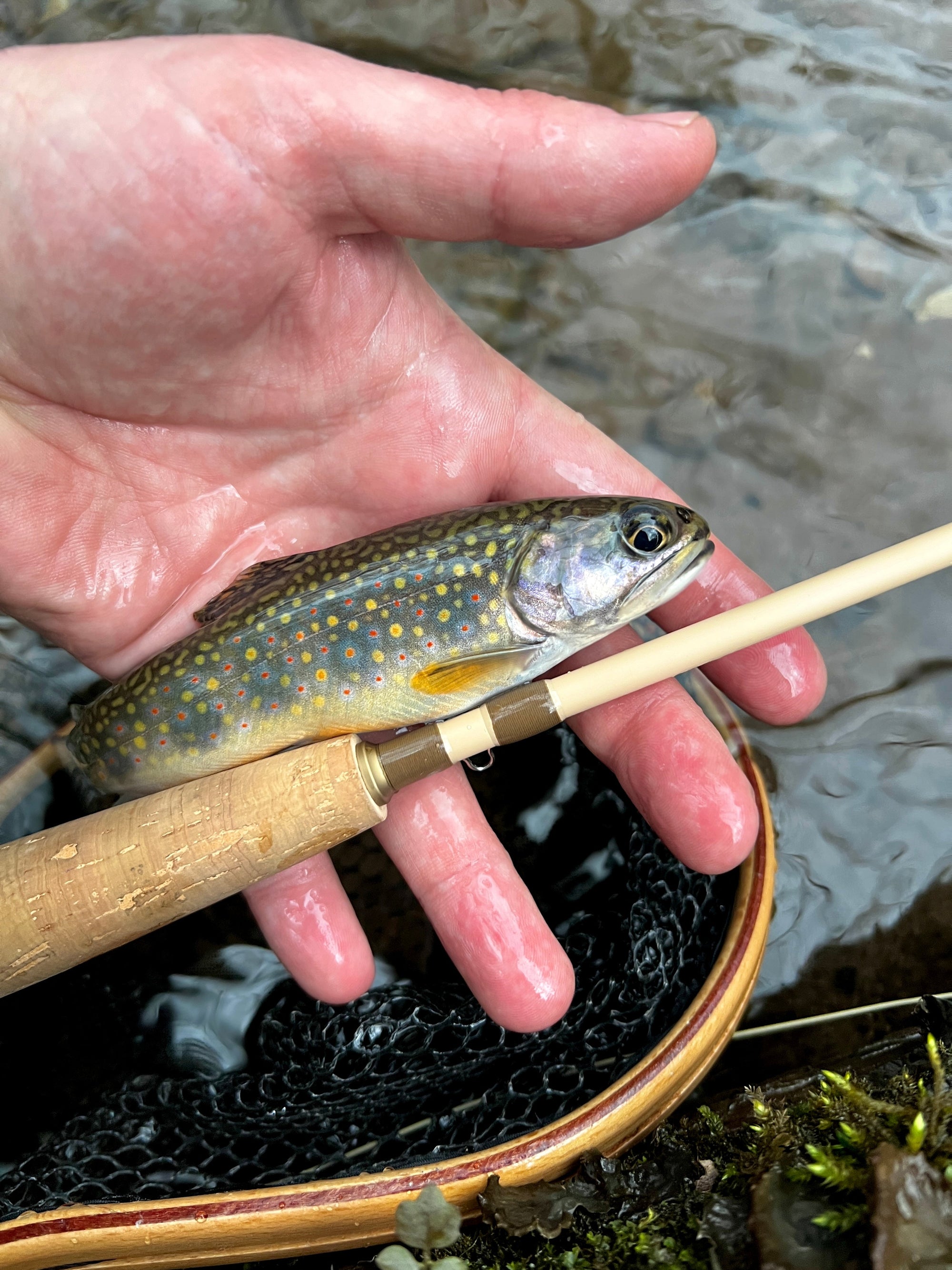 Risen WLR Fly Rod