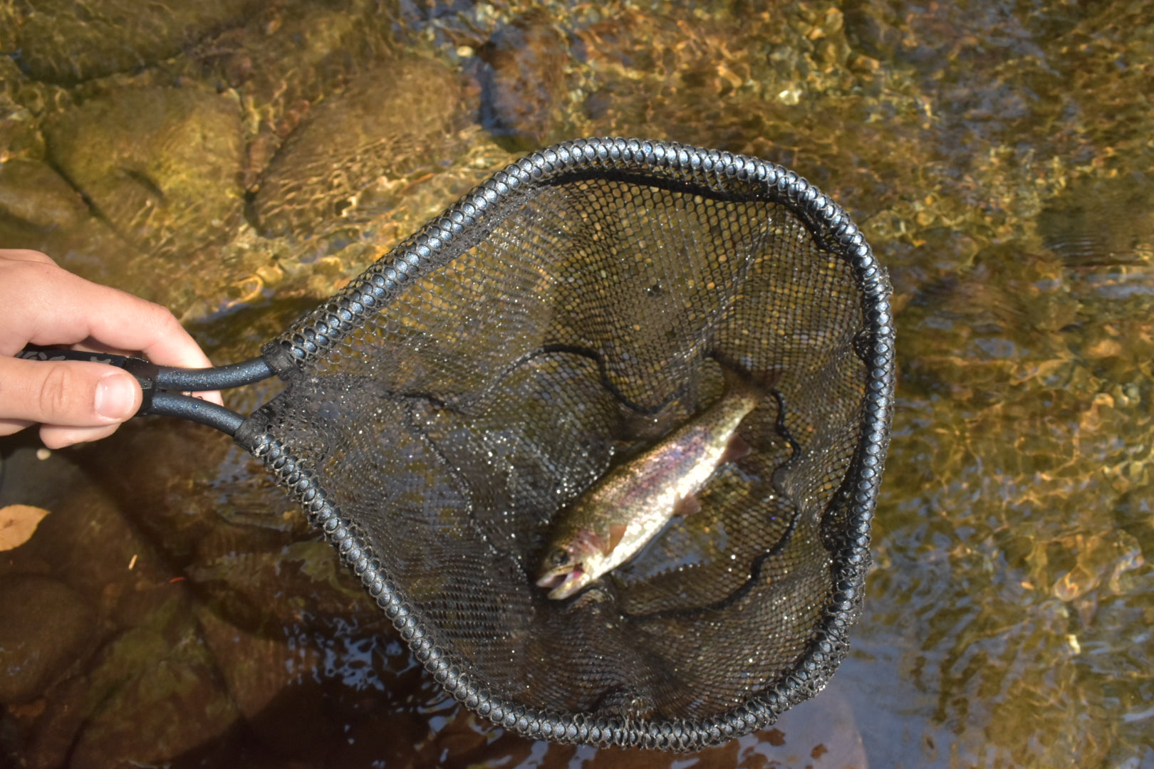 Brook Net