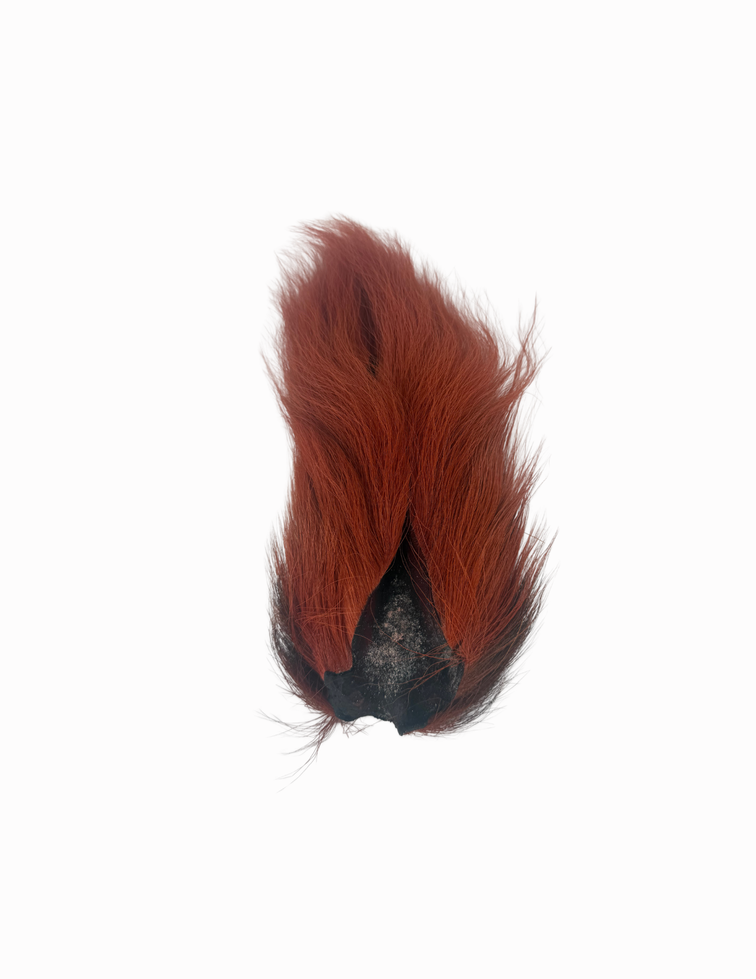 Appalachian Bucktail - AA