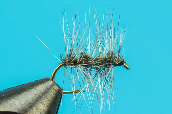 Griffith Gnat