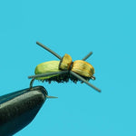 Japanese Beetle
