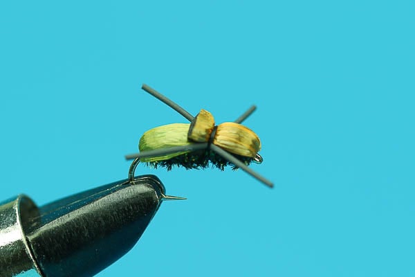 Japanese Beetle