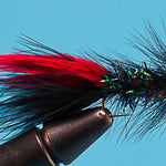Little Fort Leech
