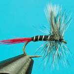 Mosquito Red-Tail