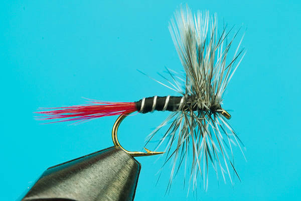 Mosquito Red-Tail
