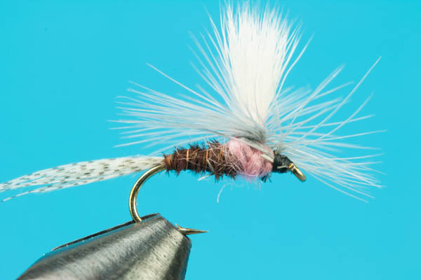 Parachute Pink Albert