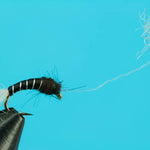 Parasol Midge