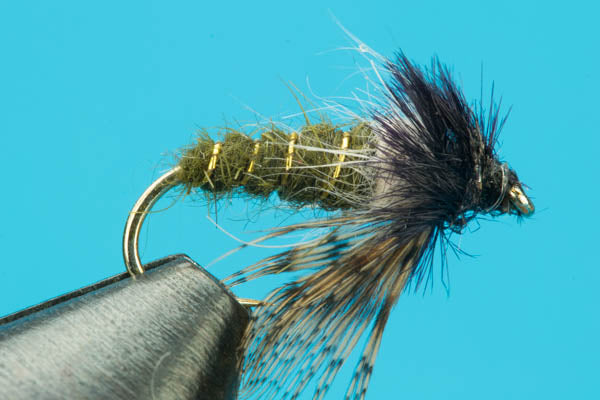 Peeking Caddis