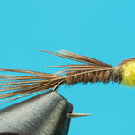Pheasant Tail Sulphur