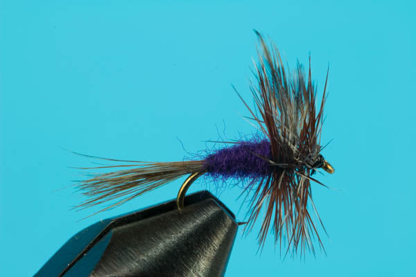 Purple Adams