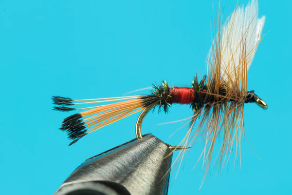 Royal Coachman Dry Fly
