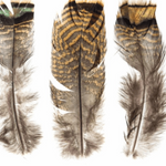 Turkey Shorts Mix
