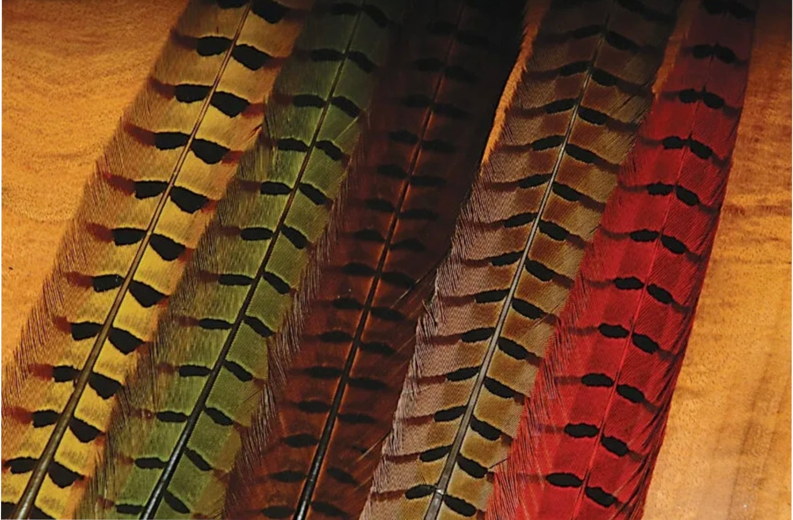 Ringneck Pheasant Tail