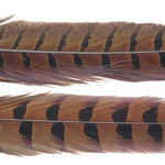 Ringneck Pheasant Tail