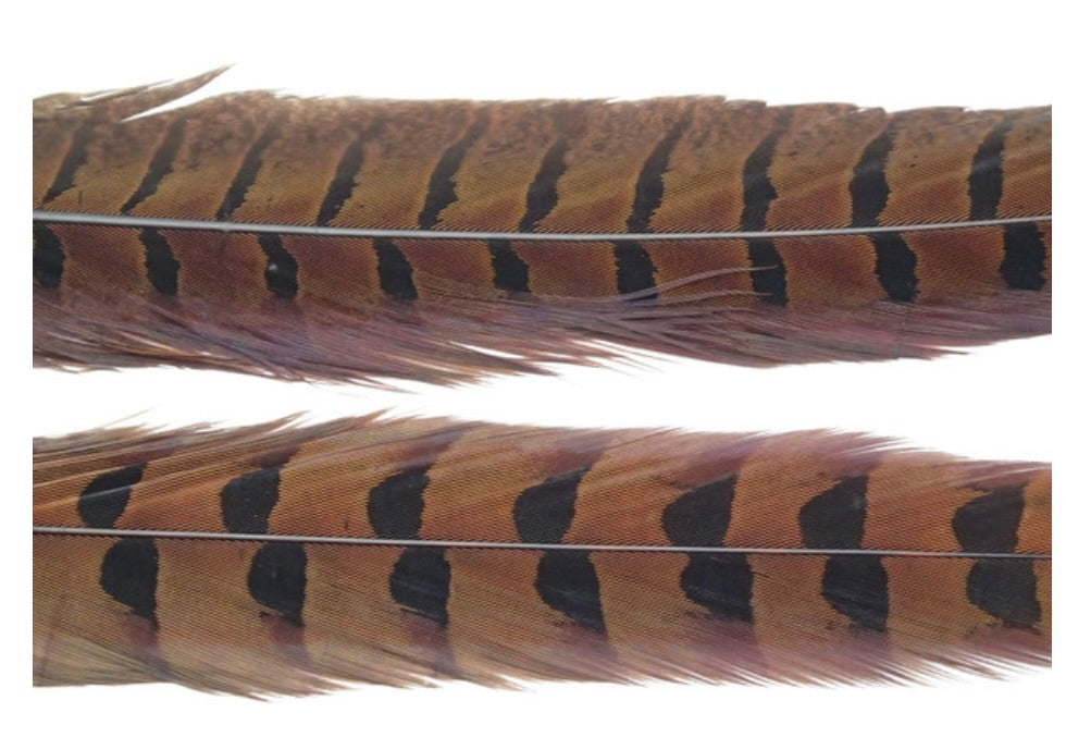 Ringneck Pheasant Tail