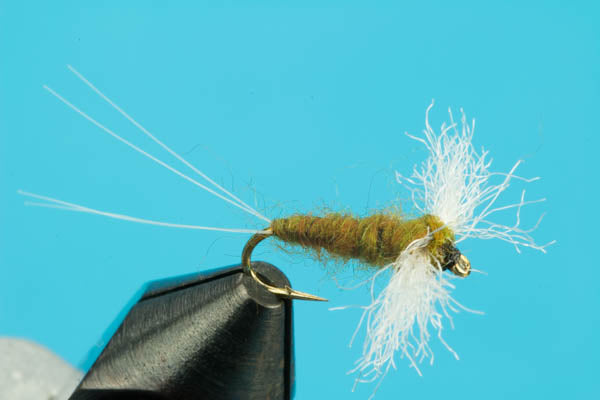 Spinner Callibaetis