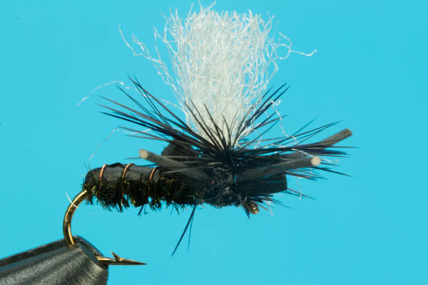 Suspended Beetle