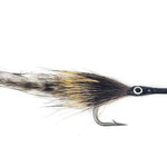 Tarpon Cockroach