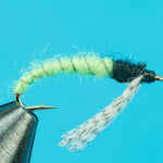 Caddis Larva