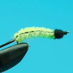 Catalpa Worm