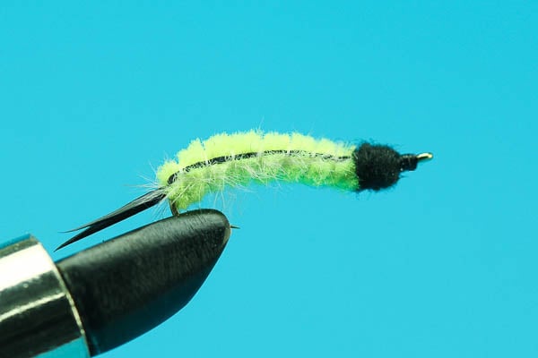 Catalpa Worm