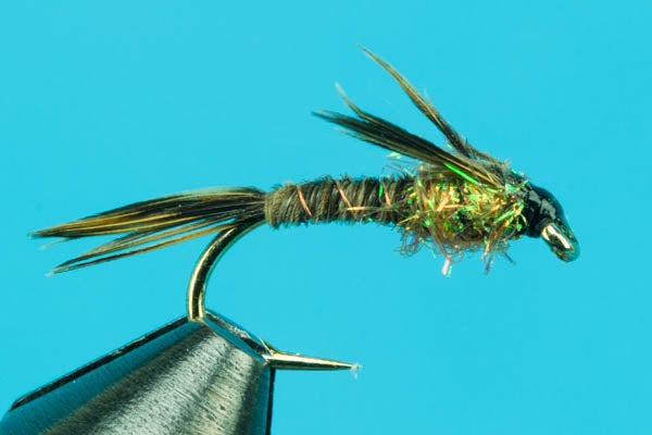 Golden Pheasant Tail
