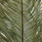 Ostrich Feather Plumes