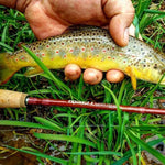 Risen Genesis Fly Rod