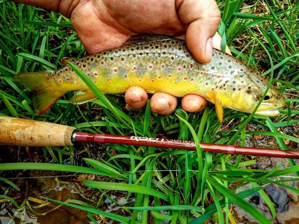Risen Genesis Fly Rod