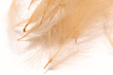 Cul De Canard 1 Gram Pack