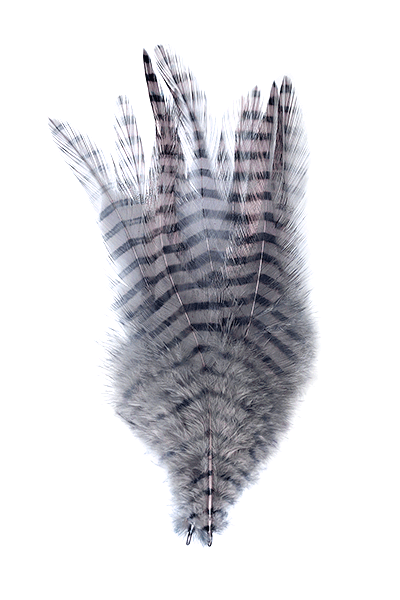 MFC Barred Saddle Hackle