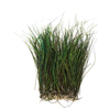 Strung Peacock Herl 5-7" Small