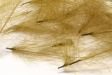 Cul De Canard 1 Gram Pack