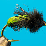 Kiwi Beetle