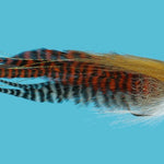 Musky Brown