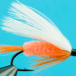 Polar Shrimp